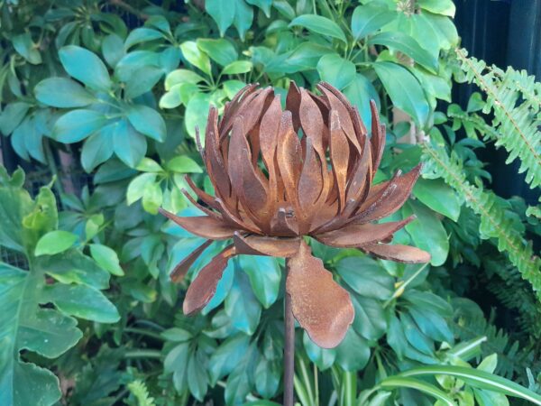 New South Wales Waratah garden stake crafted in rusted metal, 16 cm flower on 72 cm stake, Australian-made for garden decor, develops patina.